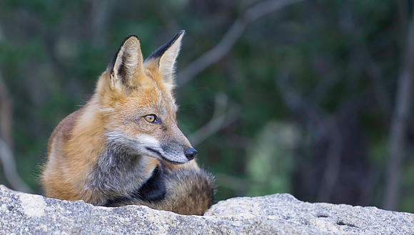 Red Fox-7384-2