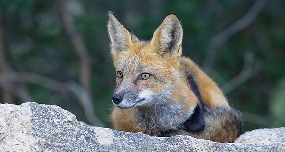 Red Fox-7403-2