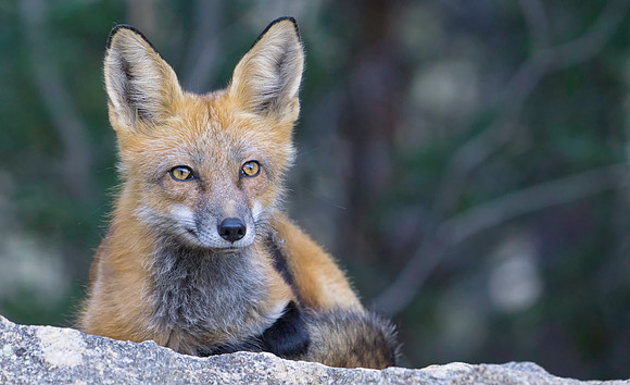 Red Fox-7443-2