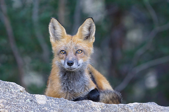 Red Fox-7446-2
