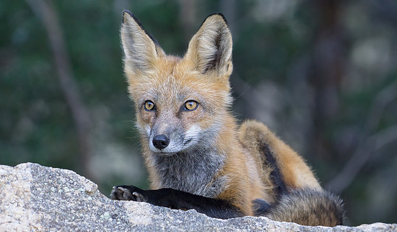 Red Fox-7463-2