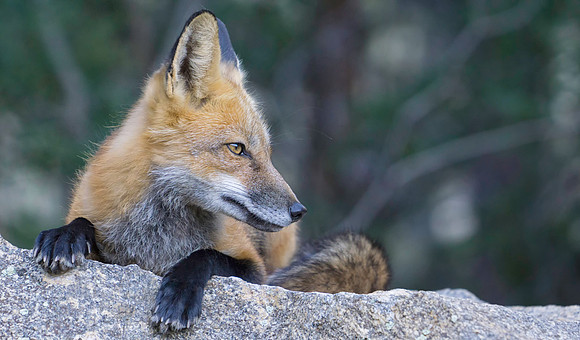 Red Fox-7484-2
