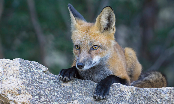 Red Fox-7490-2