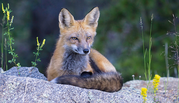 Red Fox-7509-2