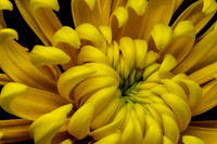Floral Macro-06206