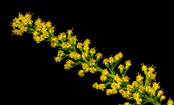 Floral Macro-06152