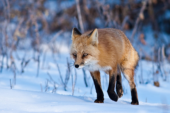 Red Fox-00257
