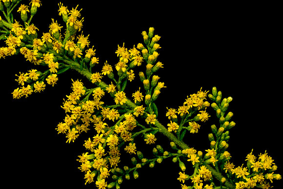 Floral Macro-06153