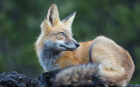Red Fox-Flash-1722-2