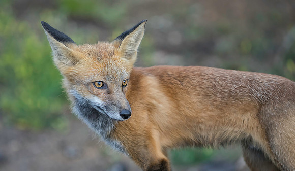 Red Fox-Flash-1616-2