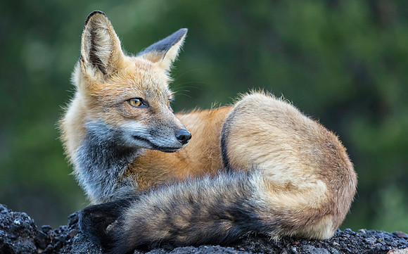 Red Fox-Flash-1738-2