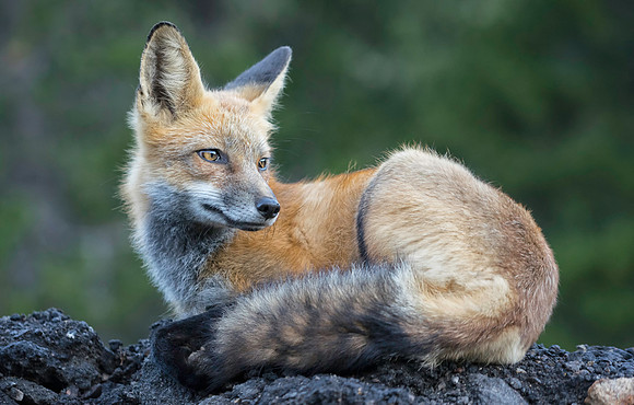 Red Fox-Flash-1761-2