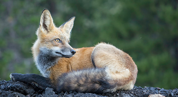 Red Fox-Flash-1824-2
