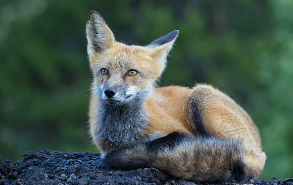 Red Fox-2057-2