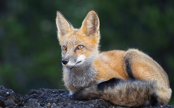 Red Fox-2091-2