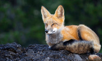 Mirrorless Foxes