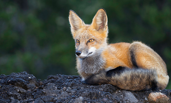 Red Fox-Flash-2096-2