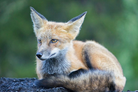 Red Fox-2145-2