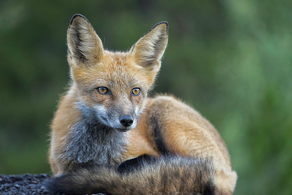 Red Fox-2154-2