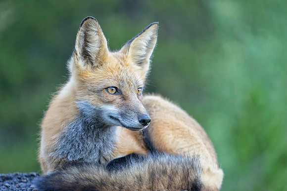 Red Fox-2162-2