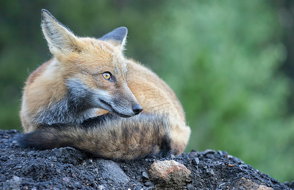 Red Fox-2192-2