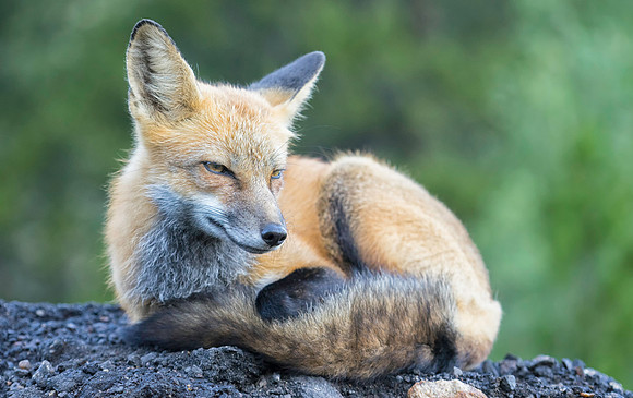 Red Fox-2266-2