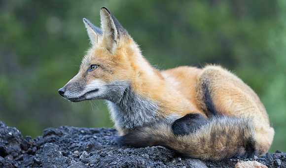 Red Fox-2273-2