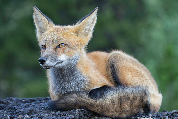 Red Fox-2332-2