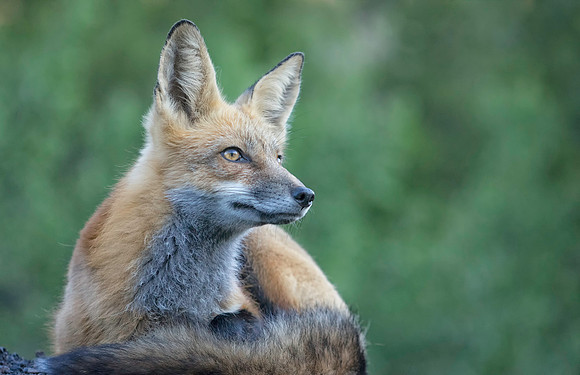 Red Fox-2364-2
