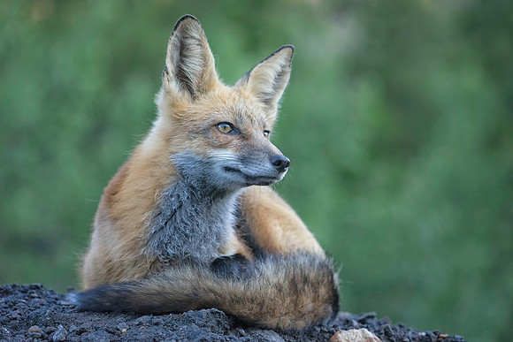 Red Fox-2365-2