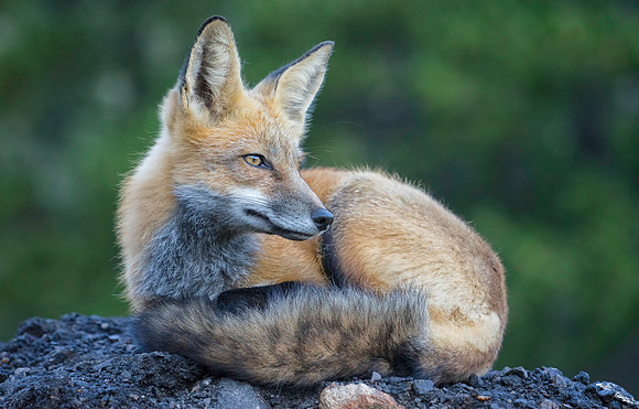 Red Fox-2440-2