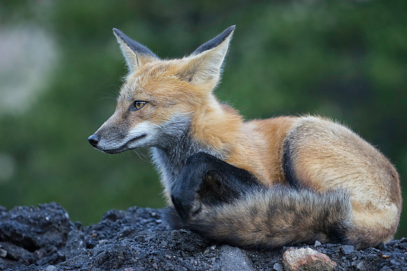 Red Fox-2475-2