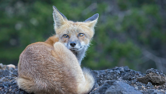 Red Fox-2537-2