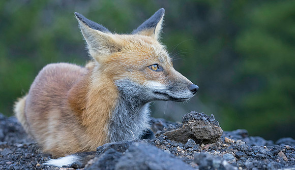 Red Fox-2567-2