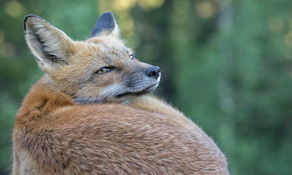 Red Fox-2658-2