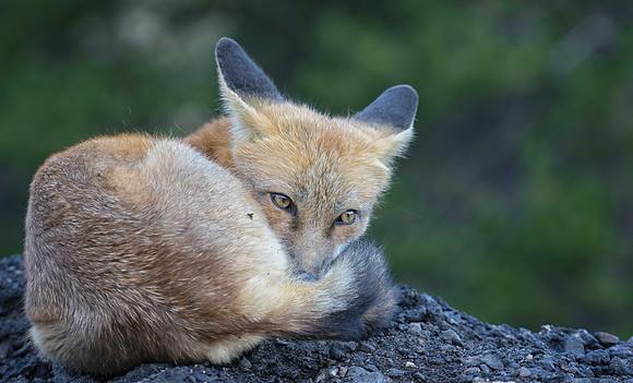 Red Fox-2695-2
