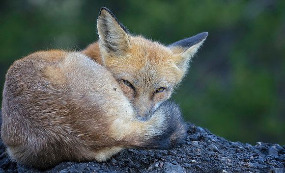 Red Fox-26927185-2