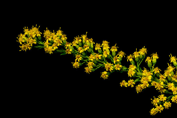 Floral Macro-06151
