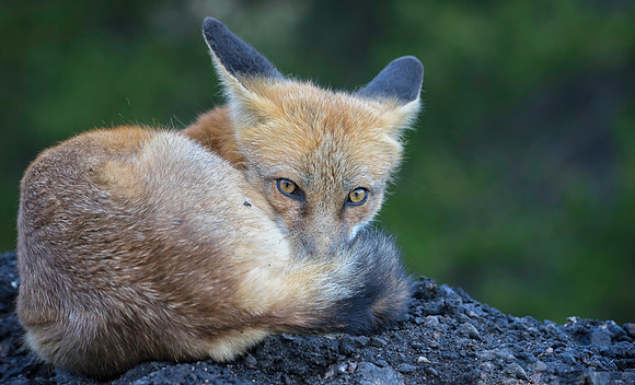 Red Fox-2794-2