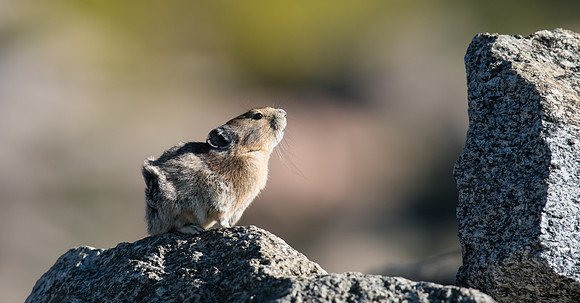 Pika Barking-03620