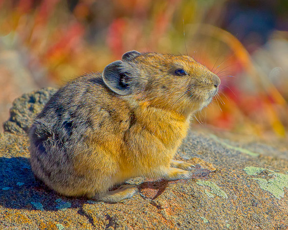 Pika-5765-Edit-Edit_Export