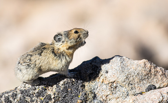 Pika Barking-03740