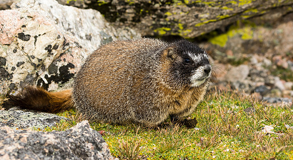 Baby Marmot-9136-