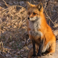 Fox on a Log