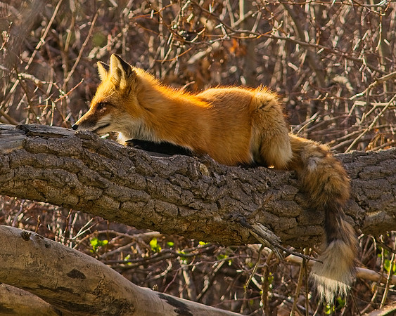 DSC03956
