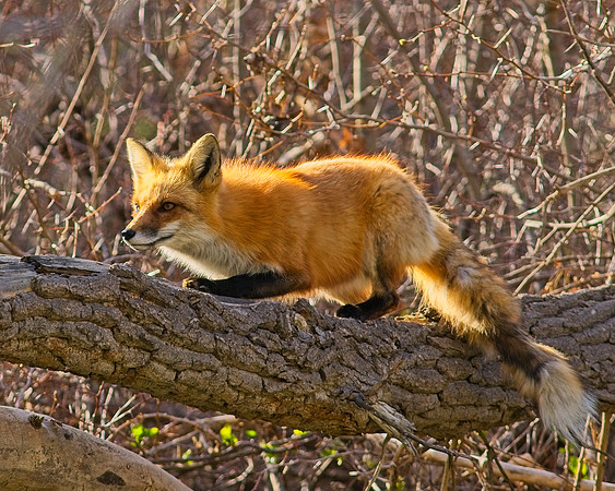 DSC03953