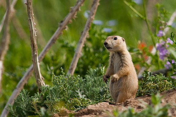 Prarie Dog-9913