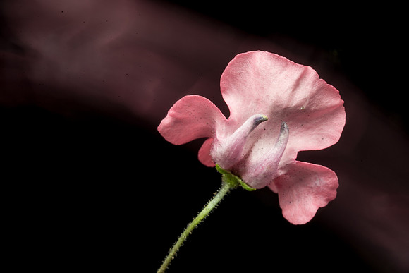 Floral Macro-06166