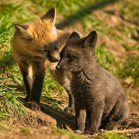 Fox Kit-7489