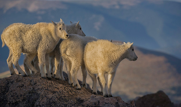 Mountain Goat Kids-3426-3462